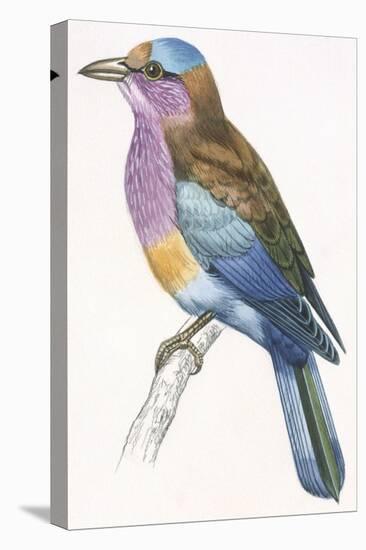 Birds: Coraciiformes, European Roller (Coracias Garrulus)-null-Premier Image Canvas