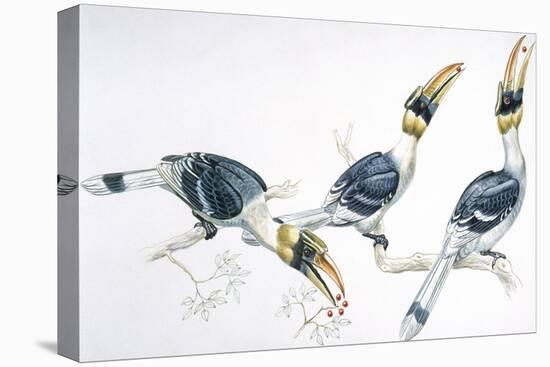 Birds, Coraciiformes, Great Hornbill, (Buceros Bicornis) Feeding-null-Premier Image Canvas