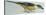 Birds: Coraciiformes, Malachite Kingfisher (Alcedo Cristata)-null-Premier Image Canvas