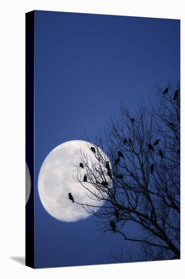 Birds, Crows, Silhouette, at Night, Moon-Herbert Kehrer-Premier Image Canvas