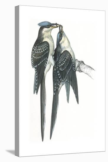 Birds: Cuculiformes, Great Spotted Cuckoos, (Clamator Glandarius) Mating-null-Premier Image Canvas