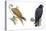 Birds: Falconiformes, Brahminy Kite (Haliastur Indus) and Zone-Tailed Hawk (Buteo Albonotatus)-null-Premier Image Canvas