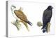 Birds: Falconiformes, Brahminy Kite (Haliastur Indus) and Zone-Tailed Hawk (Buteo Albonotatus)-null-Premier Image Canvas