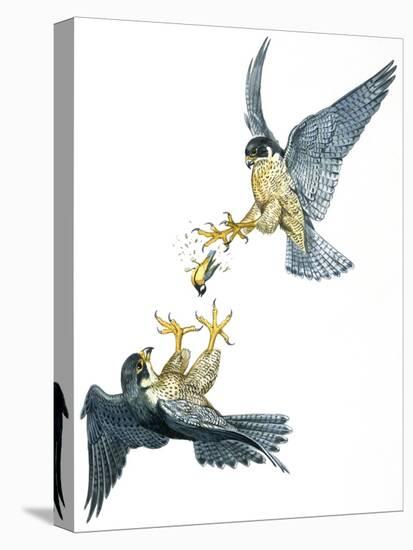 Birds: Falconiformes, Couple of Peregrine Falcon (Falco Peregrinus) Chasing for Prey-null-Premier Image Canvas