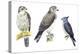 Birds: Falconiformes-null-Premier Image Canvas