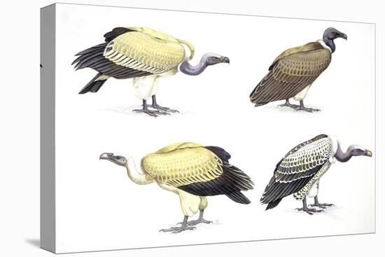 Birds: Falconiformes-null-Premier Image Canvas