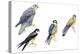 Birds: Falconiformes-null-Premier Image Canvas