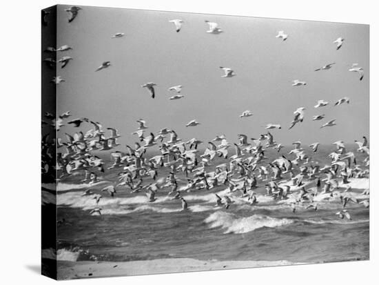 Birds Flying over the Waters of Lake Michigan in Indiana Dunes State Park-Michael Rougier-Premier Image Canvas