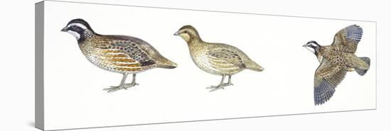 Birds: Galliformes, Bobwhite Quail (Colinus Virginianus), Male and Female-null-Premier Image Canvas