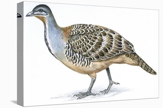 Birds: Galliformes, Malleefowl (Leipoa Ocellata)-null-Premier Image Canvas