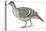 Birds: Galliformes, Malleefowl (Leipoa Ocellata)-null-Premier Image Canvas