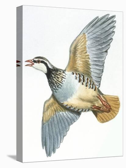 Birds: Galliformes, Red-Legged Partridge (Alectoris Rufa)-null-Premier Image Canvas