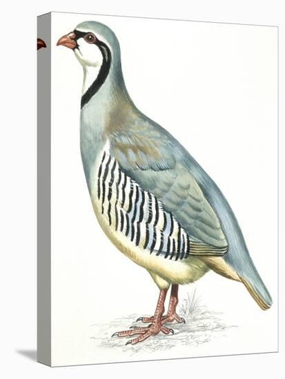 Birds: Galliformes, Rock Partridge (Alectoris Graeca)-null-Premier Image Canvas