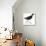 Birds: Gruiformes, Common Moorhen (Gallinula Chloropus)-null-Premier Image Canvas displayed on a wall