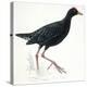 Birds: Gruiformes, Common Moorhen (Gallinula Chloropus)-null-Premier Image Canvas