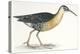 Birds: Gruiformes, Water Rail (Rallus Aquaticus)-null-Premier Image Canvas