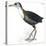 Birds: Gruiformes, White-Striped Forest-Rail (Rallina Leucospila)-null-Premier Image Canvas