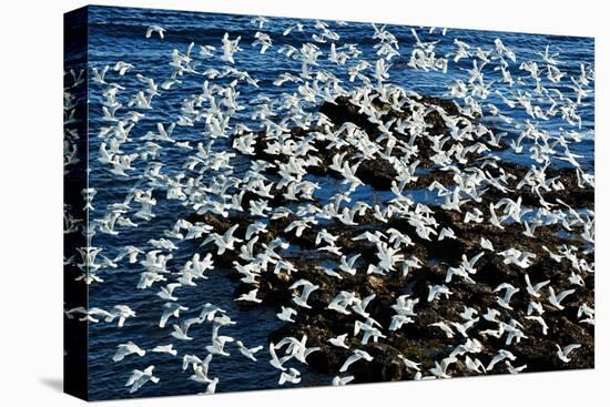 Birds in Flight-Howard Ruby-Premier Image Canvas