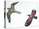 Birds: Nightjar-null-Premier Image Canvas