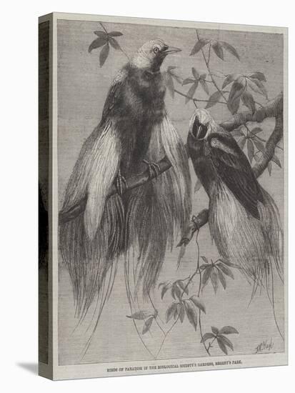 Birds of Paradise in the Zoological Society's Gardens, Regent's Park-Friedrich Wilhelm Keyl-Premier Image Canvas