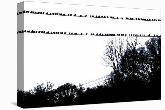 Birds on Telephone Wires-null-Stretched Canvas