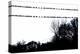Birds on Telephone Wires-null-Stretched Canvas