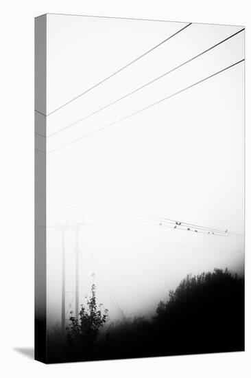Birds On the Wire-Rory Garforth-Premier Image Canvas