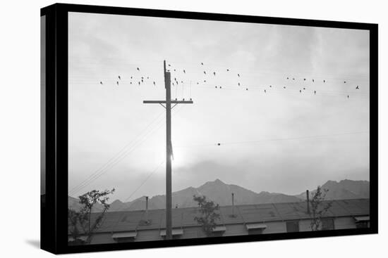 Birds on Wire-Ansel Adams-Stretched Canvas