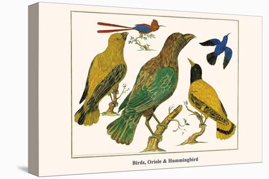 Birds, Oriole and Hummingbird-Albertus Seba-Stretched Canvas