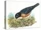 Birds: Passeriformes, American Robin (Turdus Migratorius) Catching Insects-null-Premier Image Canvas