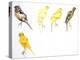 Birds: Passeriformes, Canaries (Serinus Canaria): Canary with Curled Plumange-null-Premier Image Canvas