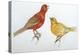 Birds: Passeriformes, Canaries (Serinus Canaria)-null-Premier Image Canvas