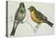 Birds: Passeriformes, Canary (Serinus Canaria) Couple-null-Premier Image Canvas