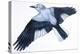 Birds: Passeriformes, Clark's Nutcracker (Nucifraga Columbiana)-null-Premier Image Canvas
