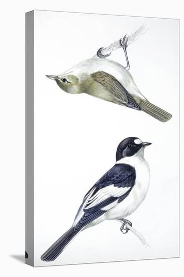 Birds: Passeriformes, Collared Flycatcher (Ficedula Albicollis) and Garden Warbler (Sylvia Borin)-null-Premier Image Canvas