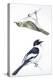 Birds: Passeriformes, Collared Flycatcher (Ficedula Albicollis) and Garden Warbler (Sylvia Borin)-null-Premier Image Canvas