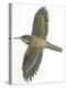 Birds: Passeriformes, Common Treecreeper (Certhia Familiaris)-null-Premier Image Canvas