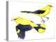 Birds: Passeriformes, Golden Oriole (Oriolus Oriolus)-null-Premier Image Canvas