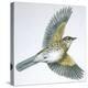 Birds: Passeriformes, Song Thrush (Turdus Philomelos)-null-Premier Image Canvas