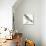 Birds: Passeriformes, White-Browed Sparrow-Weaver (Plocepasser Mahali)-null-Premier Image Canvas displayed on a wall