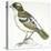 Birds: Passeriformes, White-Browed Sparrow-Weaver (Plocepasser Mahali)-null-Premier Image Canvas