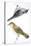 Birds: Passeriformes-null-Premier Image Canvas