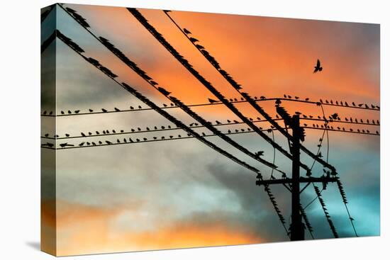 Birds perching on telephone lines at dusk, Tulsa, Oklahoma, USA-null-Premier Image Canvas