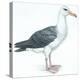 Birds: Procellariiformes, Black-Browed Albatross (Thalassarche Melanophrys)-null-Premier Image Canvas