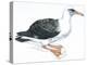 Birds: Procellariiformes, Laysan Albatross (Phoebastria Immutabilis)-null-Premier Image Canvas