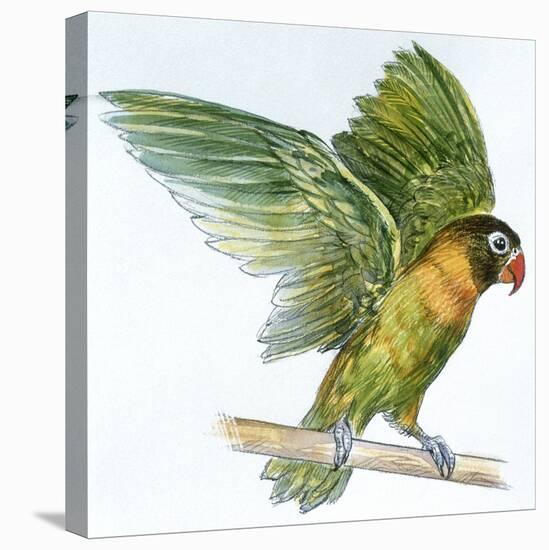 Birds: Psittaciformes, Black-Cheeked Lovebird (Agapornis Nigrigenis)-null-Premier Image Canvas