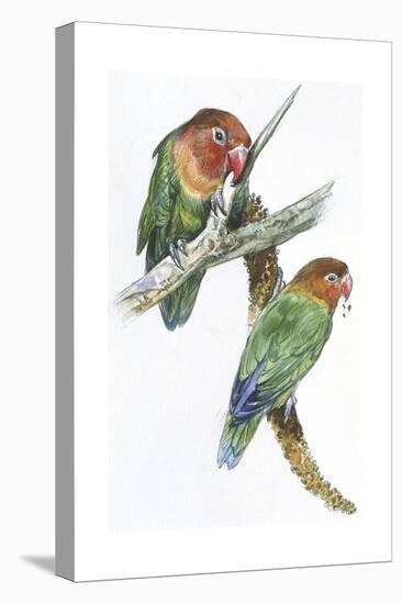 Birds: Psittaciformes, Couple of Fischer's Lovebird (Agapornis Fischeri) Feeding-null-Premier Image Canvas