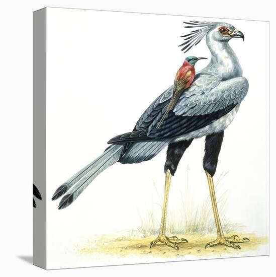 Birds: Secretary Bird-null-Premier Image Canvas