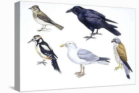 Birds: Skylark (Passeriformes-null-Premier Image Canvas