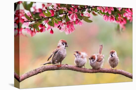 Birds Sparrow with Little Chicks Sitting on a Wooden Fence in the Village Garden Surrounded by Yab-Nataba-Premier Image Canvas